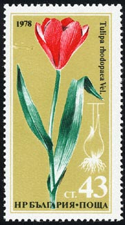 Tulipa rhodopaea