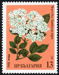 Sambucus nigra