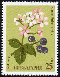 Rubus caesius