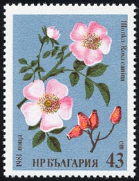 Rosa canina