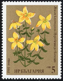 Hypericum perforatum