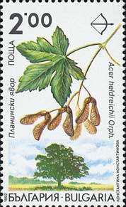 バルカン・メープル　Acer heldreichii