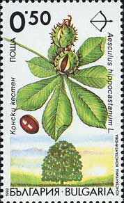 セイヨウトチノキ Aesculus hippocastanum