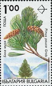 マケドニアマツ　Pinus peuce