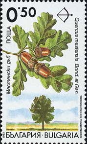 クエルカス・メステンシス Quercus mestensis