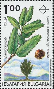 クエルカス・トゥラキカ Quercus thracica