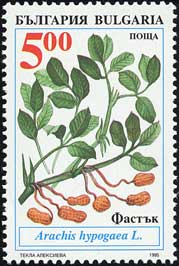 ラッカセイ Arachis hypogaea