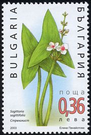 Sagittaria sagittifolia