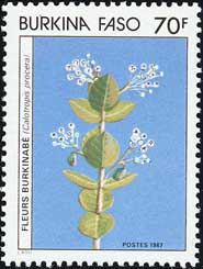カロトロピス・プロケラ Calotropis procera