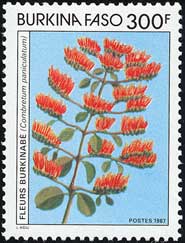 ヨツバネカズラの1種 Combretum paniculatum
