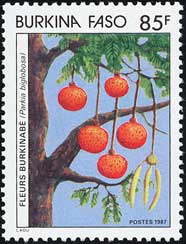 フサマメノキの1種 Parkia biglobosa