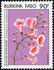 センダンキササゲの1種 Stereospermum kunthianum