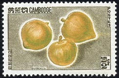カルダモン　Elettaria cardamomum