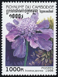 Scabiosa japonica