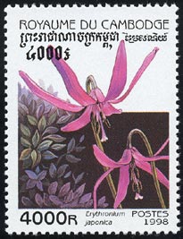 Erythronium japonica