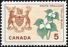 ヨウシュエンレイソウ Trillium grandiflorum