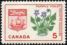 スミレの1種　Viola cucullata