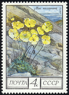 Papaver alpinum