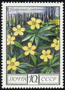 Anemone ranunculoides