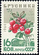 コケモモ　Vaccinium vitis-idaea
