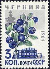 ビルベリー（ブルーベリーの1種）Vaccinium myrtillus