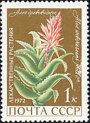 キダチアロエ　Aloe arborescens
