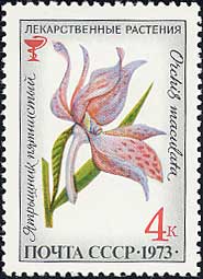 オルキス・マクラタ　Orchis maculata