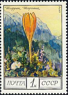クロクス・スカロヤニ Crocus scharojani