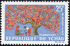 ホウオウボク Delonix regia