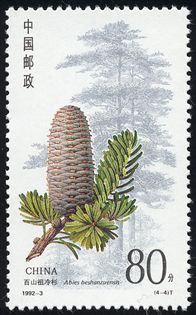 Abies beshanzuensis