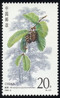 Metasequoia glyptostroboides