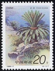 Cycas revoluta