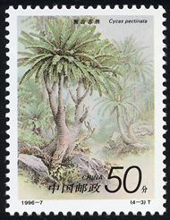 Cycas pectinata