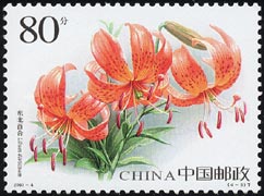 チョウセンクルマユリ Lilium distichum