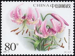 リリウム・ランコンゲンセ　Lilium lankongense