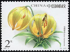 リリウム・ロフォフォルム Lilium lophophorum