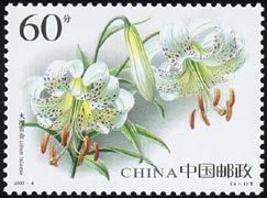 リリウム・タリエンセ Lilium taliense