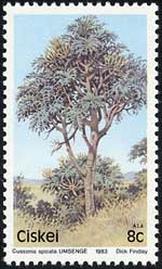 クッソニア・スピカタ　Cussonia spicata