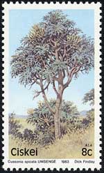 クッソニア・スピカタ Cussonia spicata