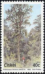 ポドカルプス・ファルカトゥス Podocarpus falcatus