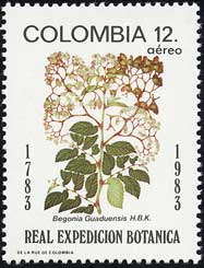 ベゴニアの1種　Begonia guaduensis