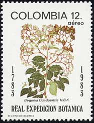 ベゴニアの1種 Begonia guaduensis
