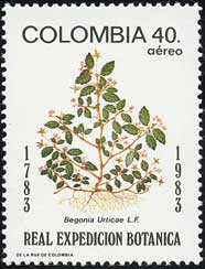 ベゴニアの1種 Begonia urticae