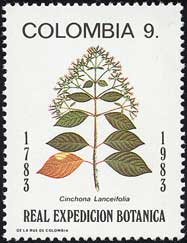 キナノキの1種　Cinchona lanceifolia
