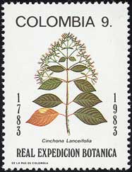 LimL1@Cinchona lanceifolia