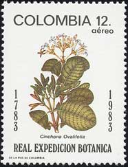 LimL1@Cinchona ovalifolia