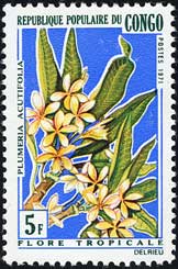 プルメリア・アクティフォリア Plumeria acutilolia