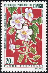 ベンガルヤハズカズラ Thunbergia grandiflora