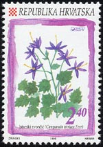 Campanula istriaca