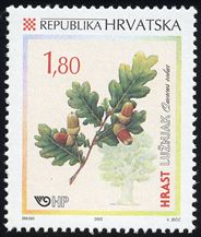 Quercus robur